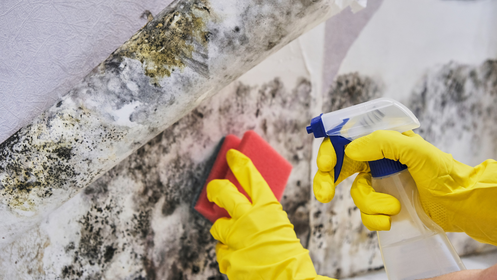 What To Do When Black Mould Is In Your Bathroom