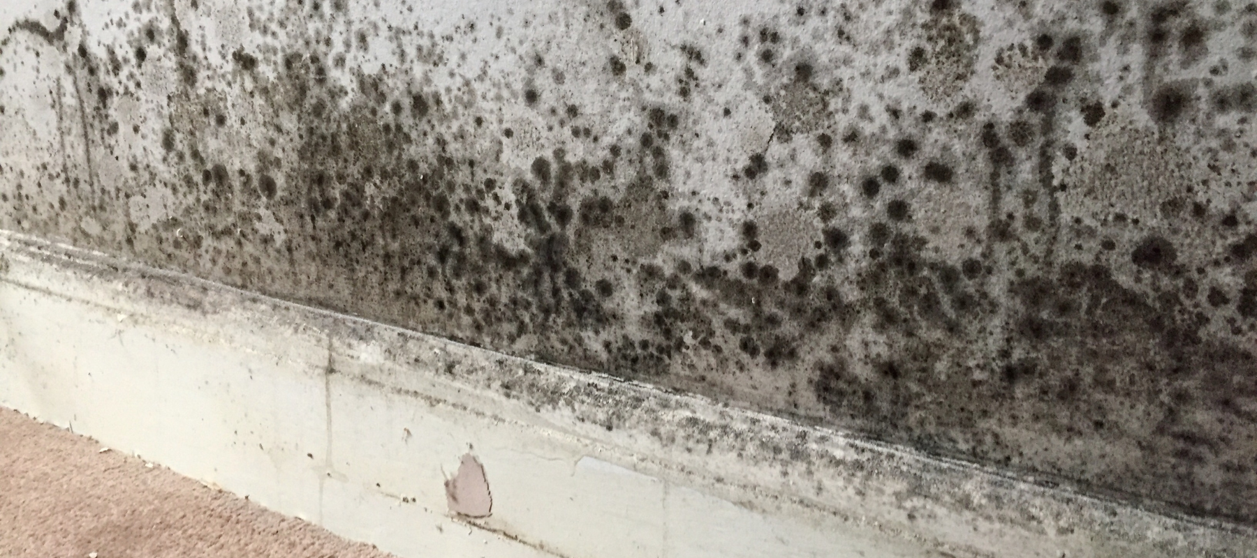 How Do I Remove Mould And Mildew After A Flood Damaged My Home?
