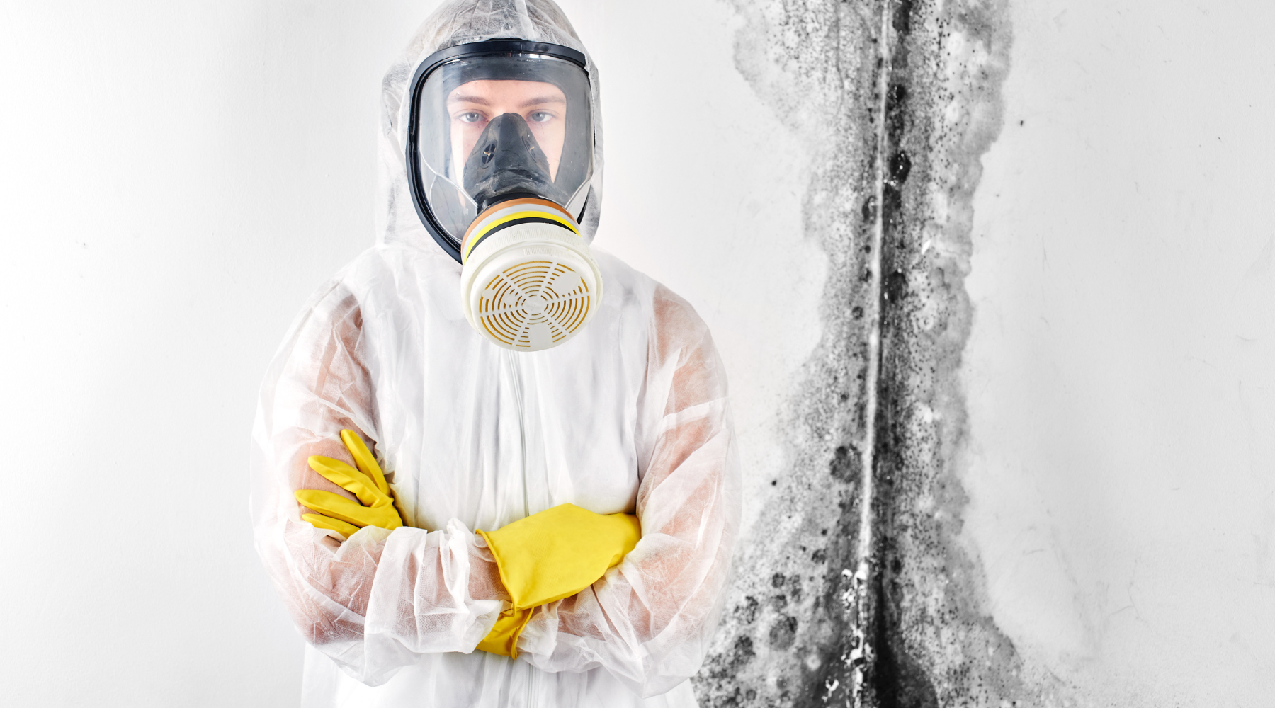What To Do If I Find Mold In My Apartment? [Must-Know Tips]
